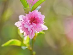 -桃花涧