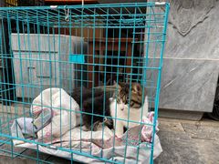 -陈记卤煮小肠