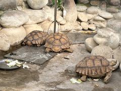 -南宫五洲植物乐园