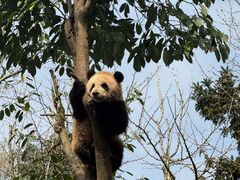 -中国大熊猫保护研究中心雅安碧峰峡基地