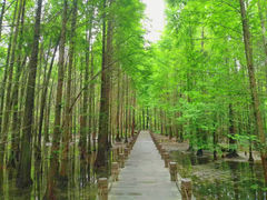 -桤木河湿地公园