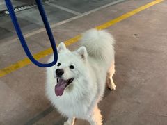 -米苏动物医院·犬猫专科·骨科外科内窥镜