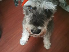 -艾贝尔宠物诊疗