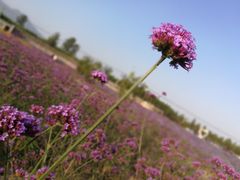 -北京东方普罗旺斯薰衣草庄园