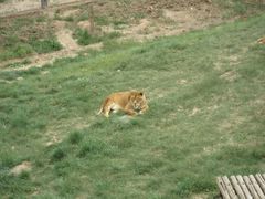 -青藏高原野生动物园