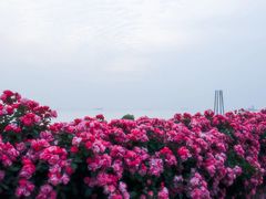 -上海滨江森林公园