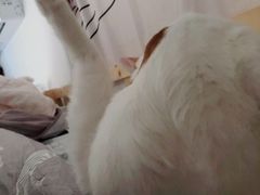 -纳吉亚猫专科动物医院(康都外科中心)