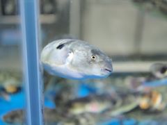 -神洲四海大酒楼(王府井澳门中心店)