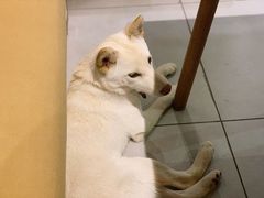 -柴务处·柴犬主题狗咖