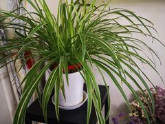 -秦美花卉(天朗·莱茵小城2期店)