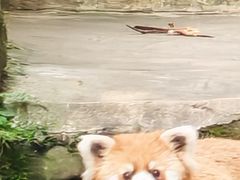-都江堰中华大熊猫苑