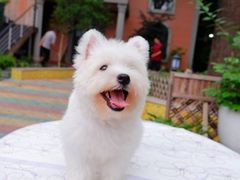 -翊宠yipet猫狗购宠庄园犬舍•猫舍