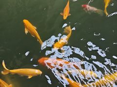 -南宫五洲植物乐园