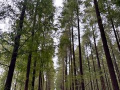 -黄海国家森林公园