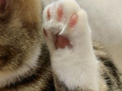 -啵啵喵·猫咖(攀华国际店)