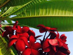 -槟城街头艺术街区