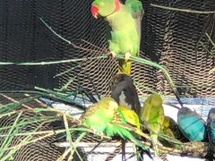 -南宫五洲植物乐园