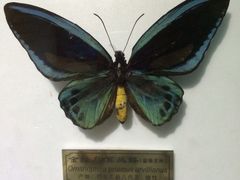 -上海昆虫博物馆