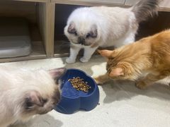 -藏猫猫咖啡主题馆(中央大道店)