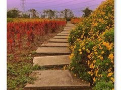 -紫颐香薰山谷景区