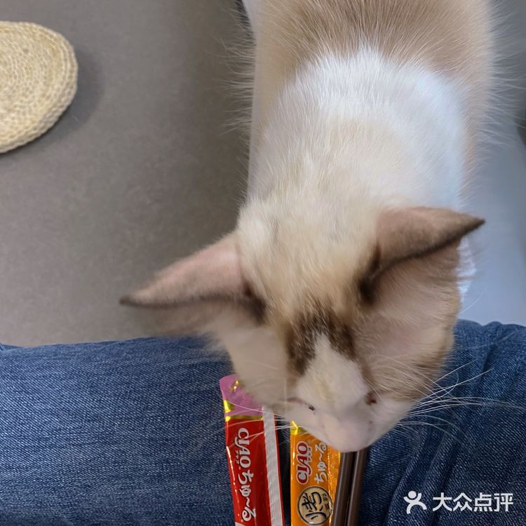 这是温州隐藏猫咖吗？！