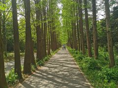 -上海滨江森林公园