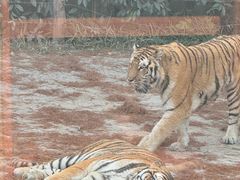 -上海野生动物园老虎餐厅