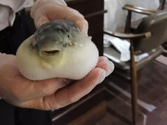 -肆月河豚·新淮扬(金融街店)