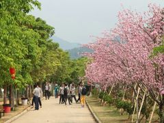 -天适樱花悠乐园