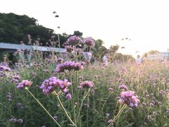 -野狸岛