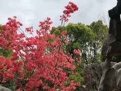 -上海鲜花港
