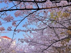 -高东镇樱花园