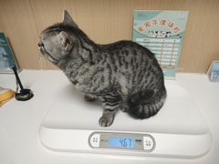 -谐和益家动物医院·免疫绝育·血液透析·宠保定点医院(高新伊藤分院)