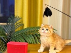 -猫十亿·布偶金渐层·曼基康矮脚猫舍(青年路店)