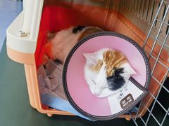 -顺强宠物诊所·狂犬免疫·夜诊·骨科(嘉定店)