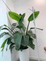 -芙芬芳·半永久纹眉（深圳旗舰店）