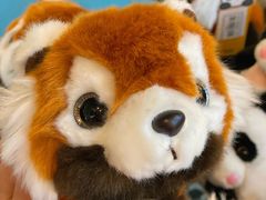 -都江堰中华大熊猫苑