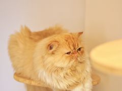 -More Fun猫咖 二十只万元加菲主题