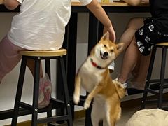 -柴迷FANS CLUB·柴犬狗咖·猫咖