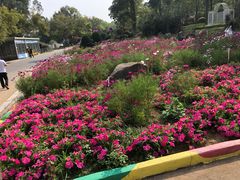 -松山湖梦幻百花洲