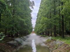 -东平国家森林公园