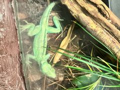 -上海大自然野生昆虫馆(东方明珠·爬宠昆虫探索中心)