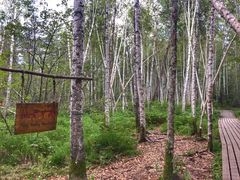 -五营红松林海景区