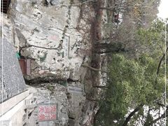 -林屋梅海青梅保护基地