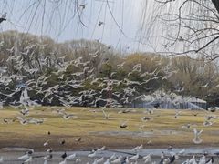 -银树楼(紫玉山庄东区店)