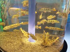 -沙沙哗啦海洋馆(华宇百花谷店)