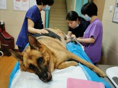 -北京观赏动物医院·24小时大型综合·猫专科·异宠专科