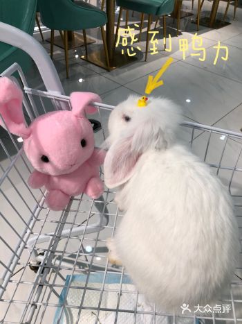 「Nice to meet U爱玩萌兔 安哥拉巨兔体
