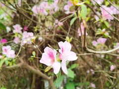 -白云山风景名胜区