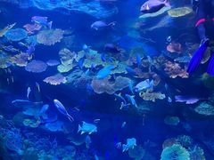 -暹罗海洋世界
